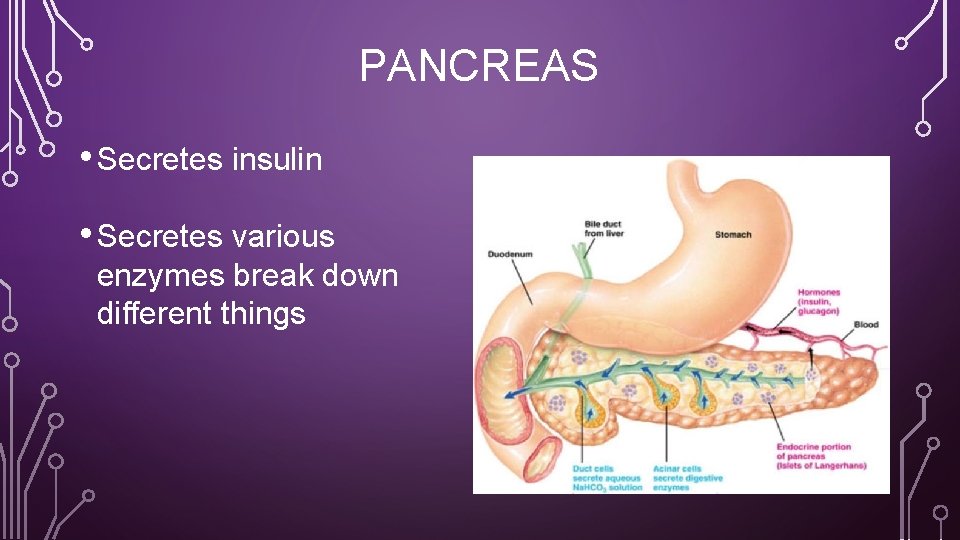 PANCREAS • Secretes insulin • Secretes various enzymes break down different things 