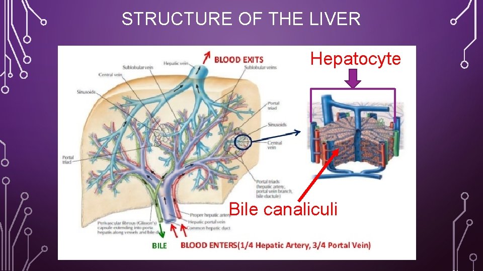 STRUCTURE OF THE LIVER Hepatocyte Bile canaliculi 