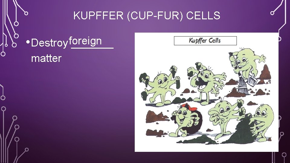 KUPFFER (CUP-FUR) CELLS • Destroy foreign _______ matter 