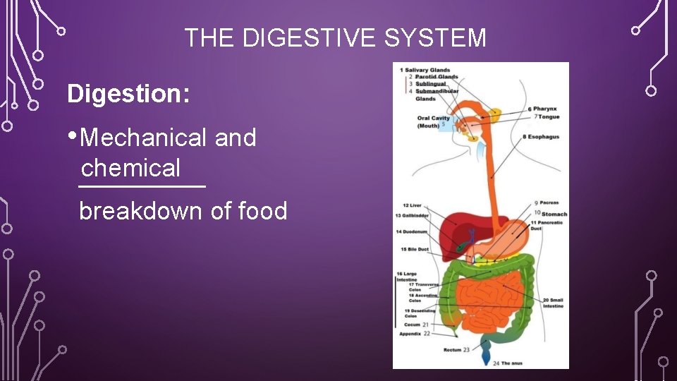 THE DIGESTIVE SYSTEM Digestion: • Mechanical and chemical _____ breakdown of food 