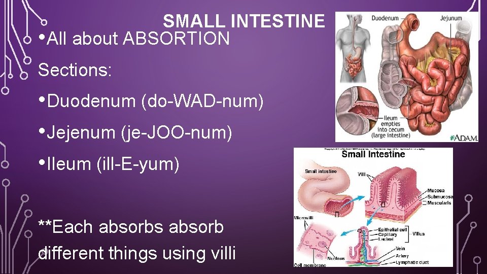 SMALL INTESTINE • All about ABSORTION Sections: • Duodenum (do-WAD-num) • Jejenum (je-JOO-num) •