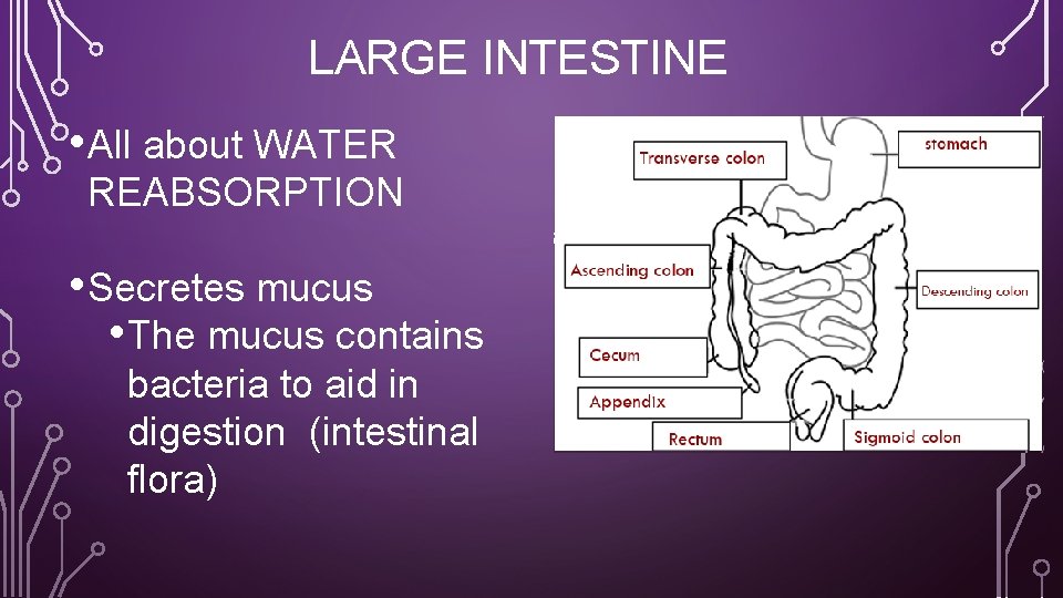 LARGE INTESTINE • All about WATER REABSORPTION • Secretes mucus • The mucus contains