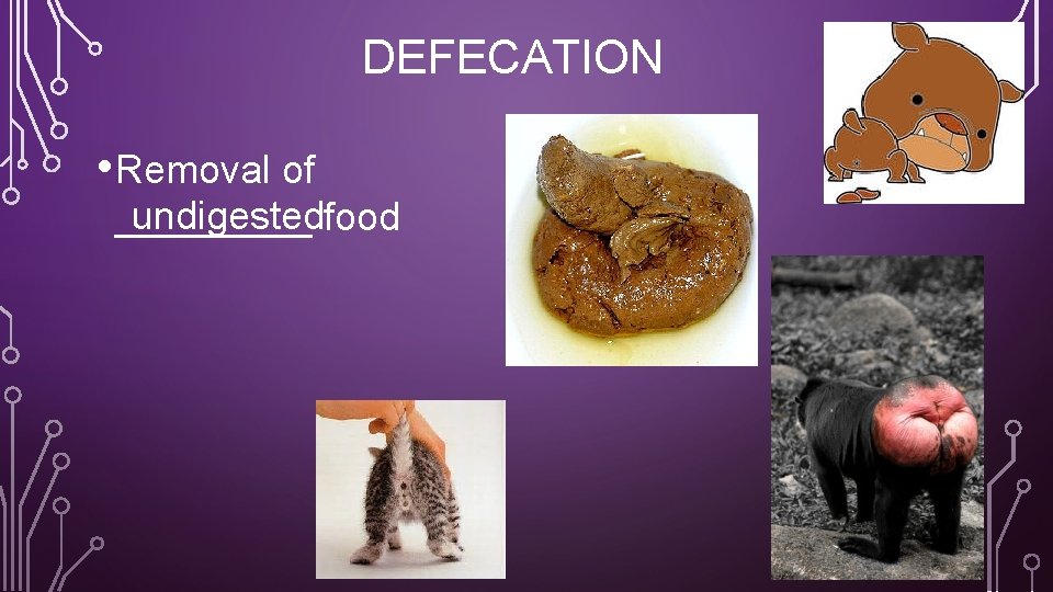 DEFECATION • Removal of undigestedfood _____ 