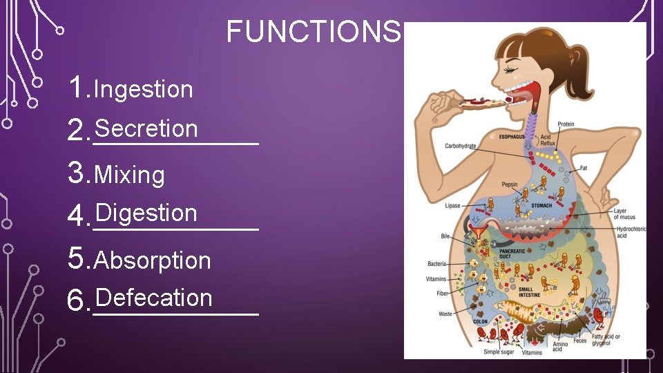 FUNCTIONS 1. Ingestion Secretion 2. ______ 3. Mixing Digestion 4. ______ 5. Absorption Defecation