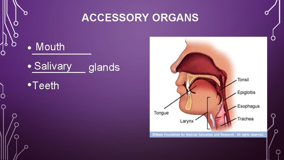 ACCESSORY ORGANS Mouth • _____ Salivary • _____ glands • Teeth 