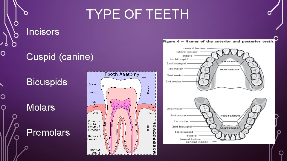 TYPE OF TEETH Incisors Cuspid (canine) Bicuspids Molars Premolars 