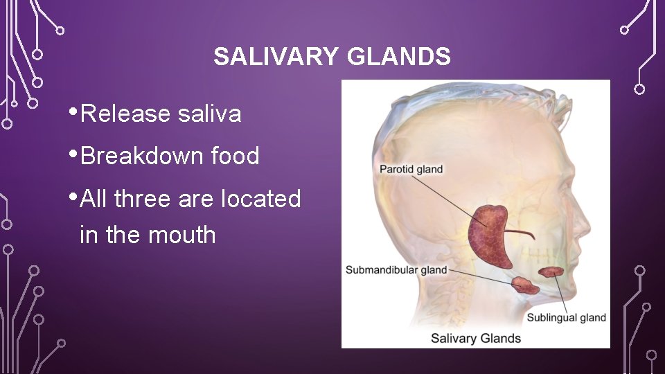 SALIVARY GLANDS • Release saliva • Breakdown food • All three are located in