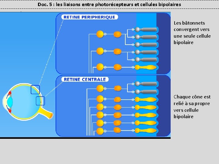 Doc. 5 : les liaisons entre photorécepteurs et cellules bipolaires Les bâtonnets convergent vers