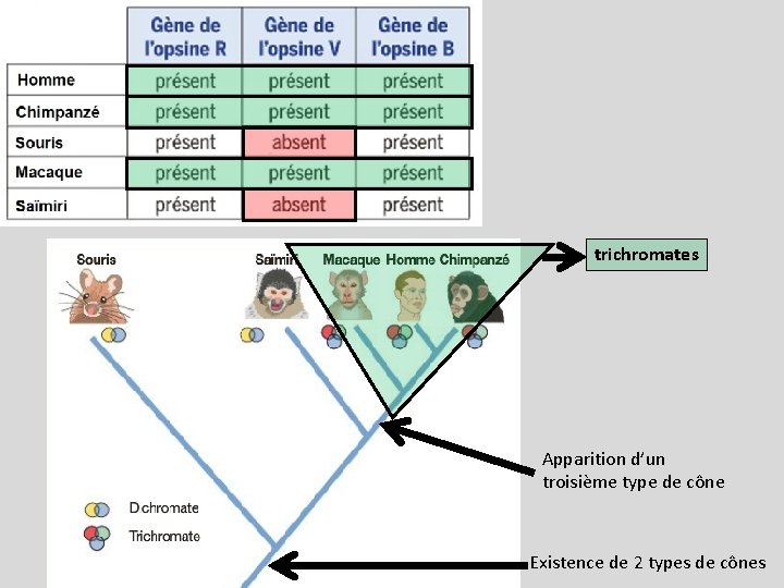 trichromates Apparition d’un troisième type de cône Existence de 2 types de cônes 