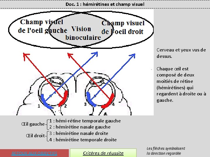 Doc. 1 : hémirétines et champ visuel Cerveau et yeux vus de dessus. 1