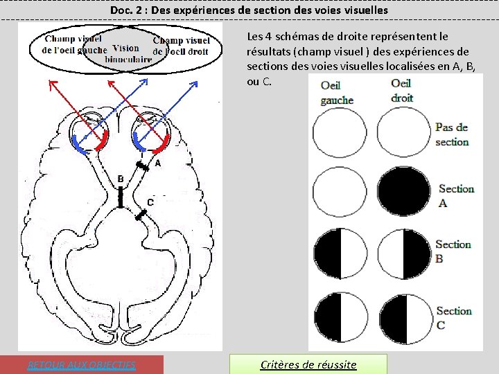 Doc. 2 : Des expériences de section des voies visuelles Les 4 schémas de