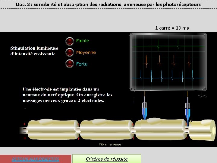 Doc. 3 : sensibilité et absorption des radiations lumineuse par les photorécepteurs 1 carré