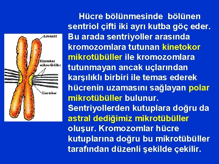 Hücre bölünmesinde bölünen sentriol çifti iki ayrı kutba göç eder. Bu arada sentriyoller arasında