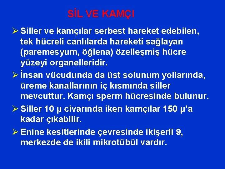 SİL VE KAMÇI Ø Siller ve kamçılar serbest hareket edebilen, tek hücreli canlılarda hareketi