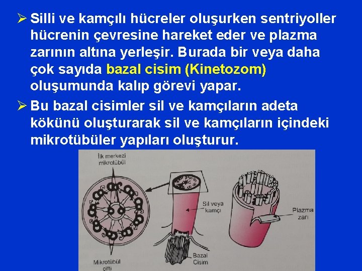 Ø Silli ve kamçılı hücreler oluşurken sentriyoller hücrenin çevresine hareket eder ve plazma zarının