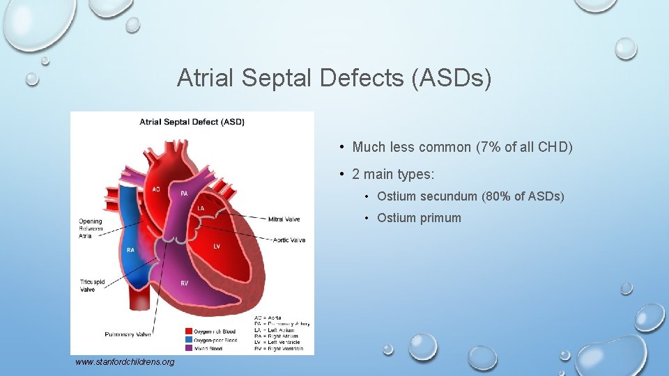 Atrial Septal Defects (ASDs) • Much less common (7% of all CHD) • 2
