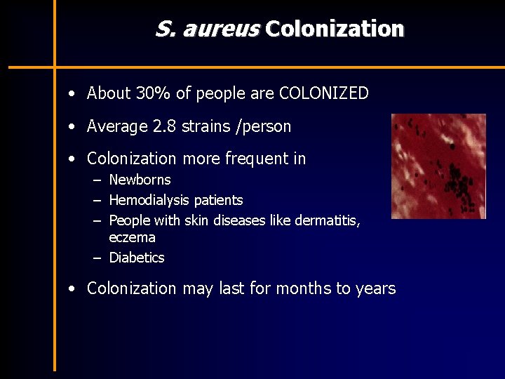 S. aureus Colonization • About 30% of people are COLONIZED • Average 2. 8