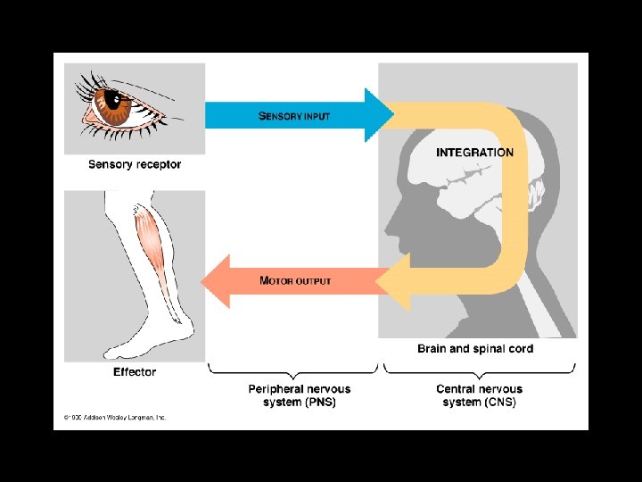 Unit VIII Animal Structure and Function Part II