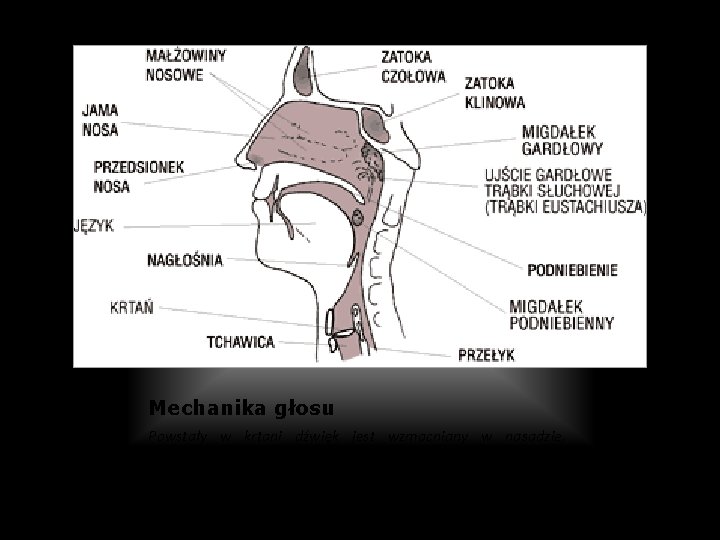 Mechanika głosu Powstały w krtani dźwięk jest wzmacniany w nasadzie, którą stanowi zespół trzech