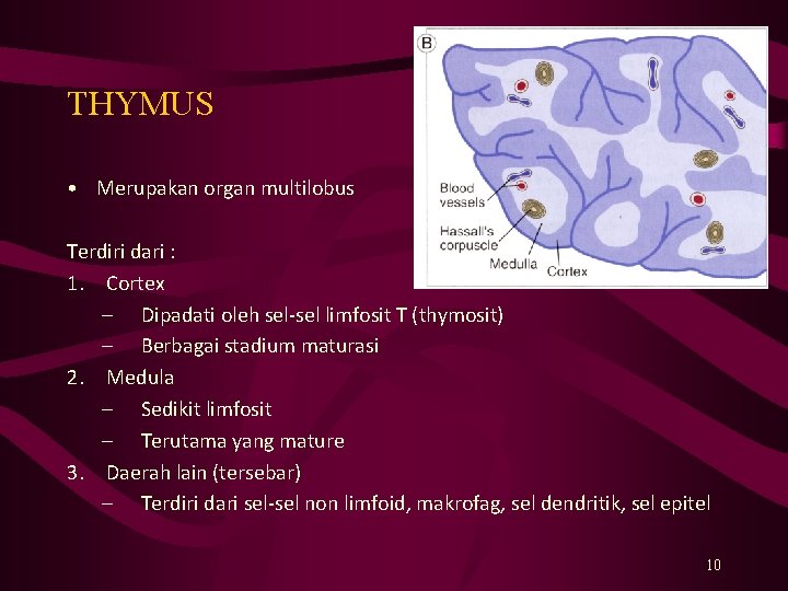 THYMUS • Merupakan organ multilobus Terdiri dari : 1. Cortex – Dipadati oleh sel-sel