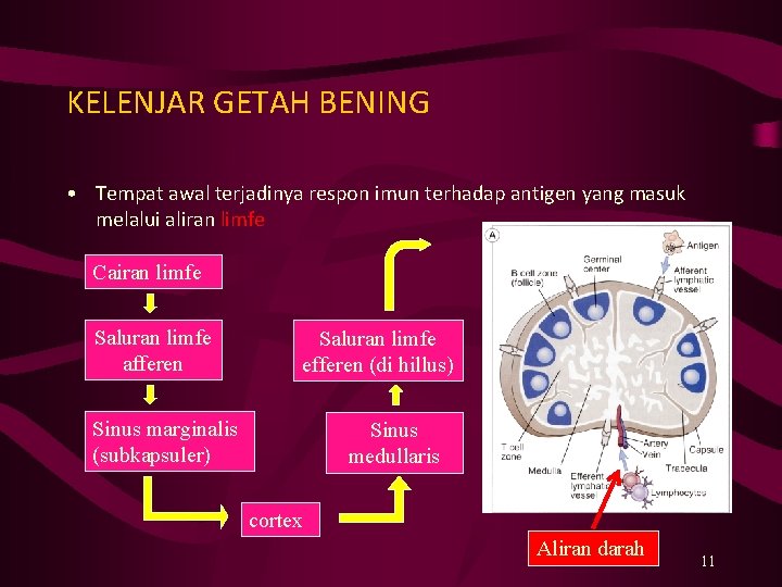 KELENJAR GETAH BENING • Tempat awal terjadinya respon imun terhadap antigen yang masuk melalui