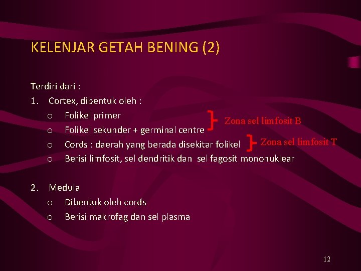 KELENJAR GETAH BENING (2) Terdiri dari : 1. Cortex, dibentuk oleh : o Folikel