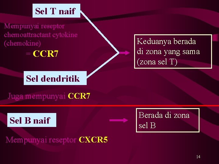 Sel T naif Mempunyai reseptor chemoattractant cytokine (chemokine) = CCR 7 Keduanya berada di