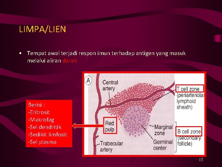 LIMPA/LIEN • Tempat awal terjadi respon imun terhadap antigen yang masuk melalui aliran darah