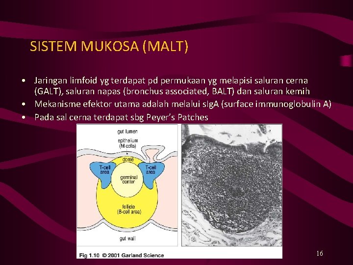 SISTEM MUKOSA (MALT) • Jaringan limfoid yg terdapat pd permukaan yg melapisi saluran cerna