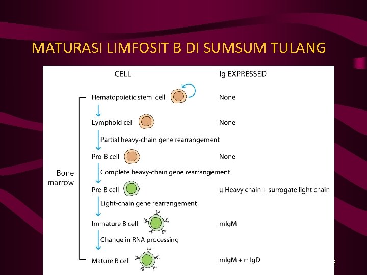 MATURASI LIMFOSIT B DI SUMSUM TULANG 23 