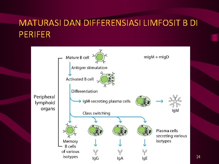 MATURASI DAN DIFFERENSIASI LIMFOSIT B DI PERIFER 24 