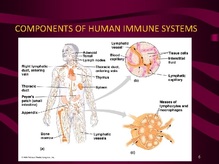COMPONENTS OF HUMAN IMMUNE SYSTEMS 6 