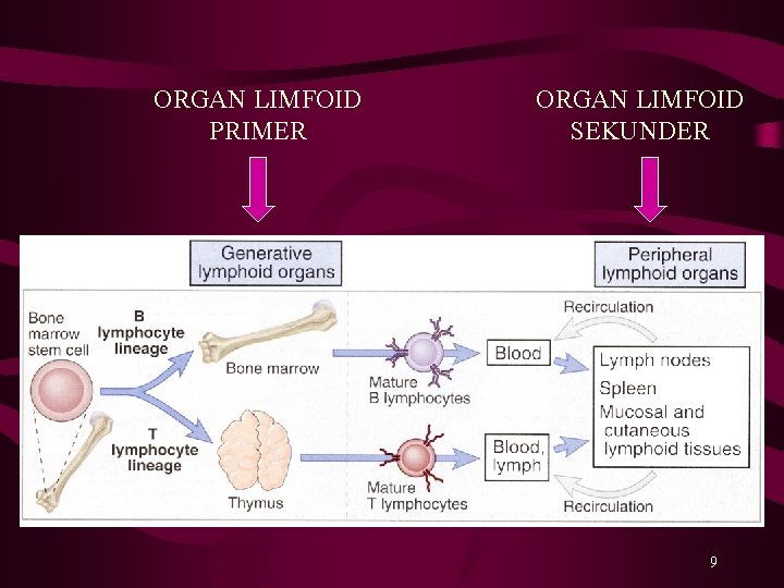 ORGAN LIMFOID PRIMER ORGAN LIMFOID SEKUNDER 9 