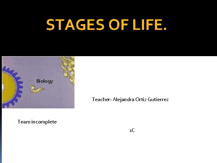 STAGES OF LIFE. Biology Teacher: Alejandra Ortiz Gutierrez Team incomplete 1 C 