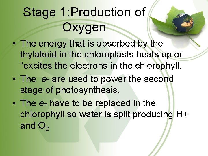 Stage 1: Production of Oxygen • The energy that is absorbed by the thylakoid