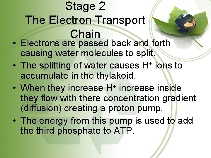 Stage 2 The Electron Transport Chain • Electrons are passed back and forth causing
