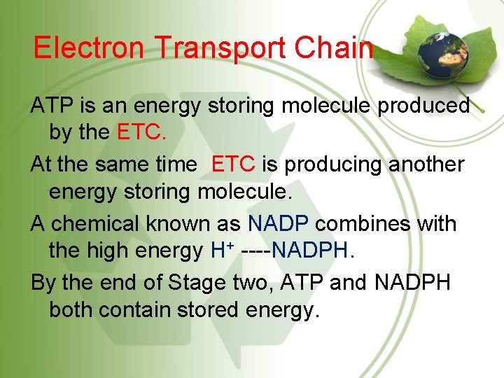 Electron Transport Chain ATP is an energy storing molecule produced by the ETC. At