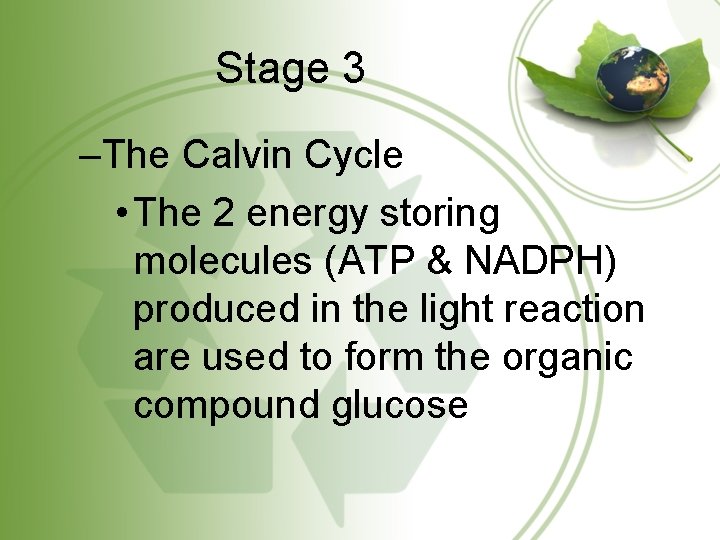 Stage 3 –The Calvin Cycle • The 2 energy storing molecules (ATP & NADPH)