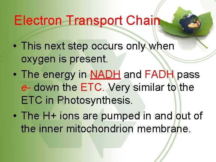 Electron Transport Chain • This next step occurs only when oxygen is present. •