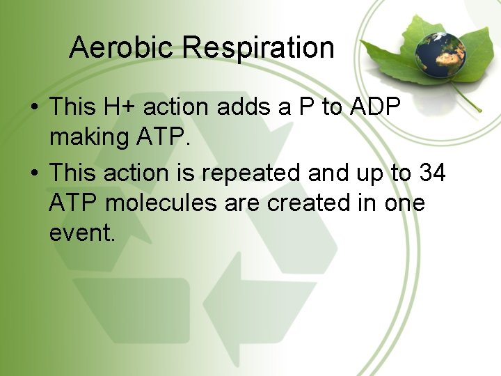 Aerobic Respiration • This H+ action adds a P to ADP making ATP. •