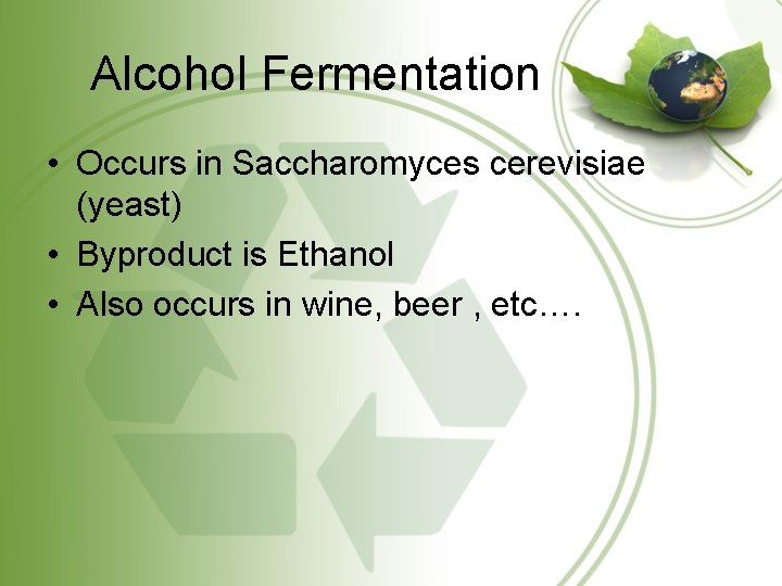 Alcohol Fermentation • Occurs in Saccharomyces cerevisiae (yeast) • Byproduct is Ethanol • Also