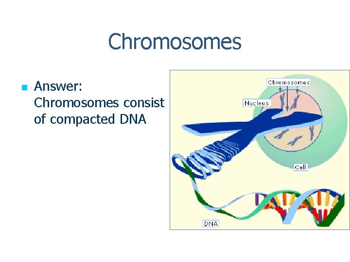 Chromosomes n Answer: Chromosomes consist of compacted DNA 