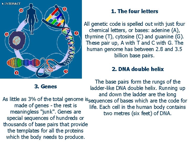 1. The four letters All genetic code is spelled out with just four chemical