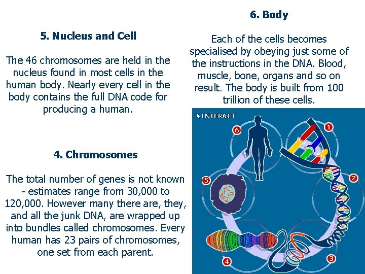 6. Body 5. Nucleus and Cell The 46 chromosomes are held in the nucleus