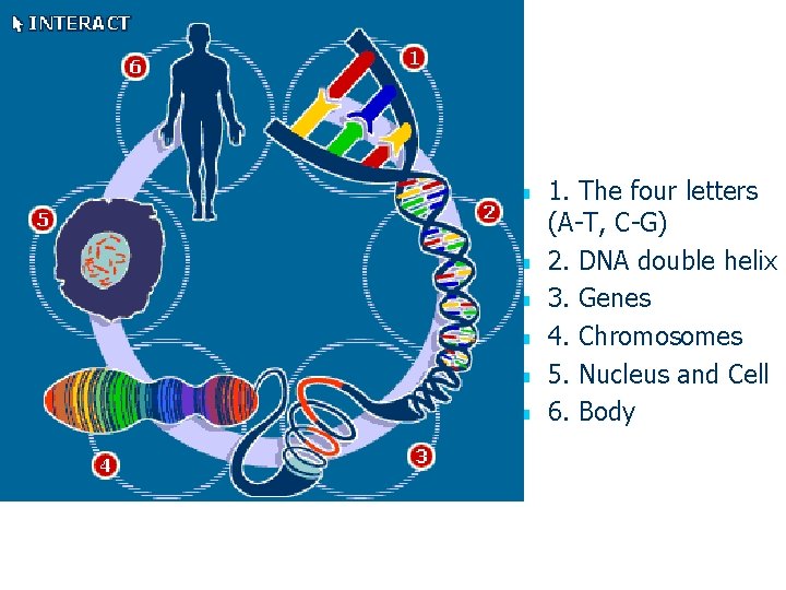 n n n 1. The four letters (A-T, C-G) 2. DNA double helix 3.