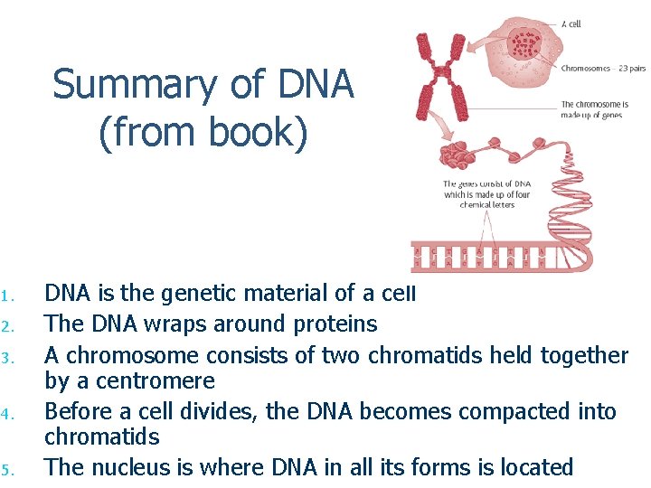 Summary of DNA (from book) 1. 2. 3. 4. 5. DNA is the genetic