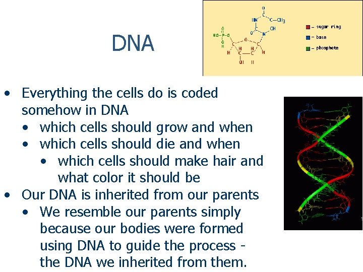 DNA • Everything the cells do is coded somehow in DNA • which cells