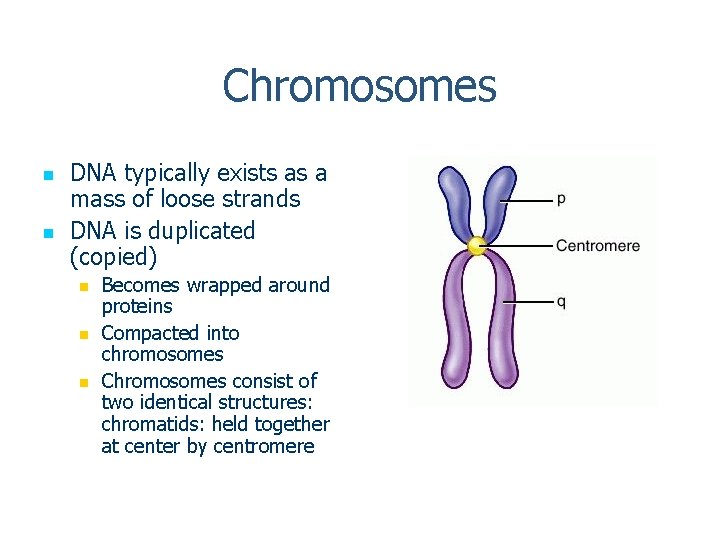 Chromosomes n n DNA typically exists as a mass of loose strands DNA is