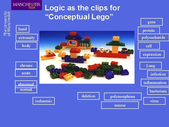 Logic as the clips for “Conceptual Lego” gene hand protein extremity polysacharide body cell