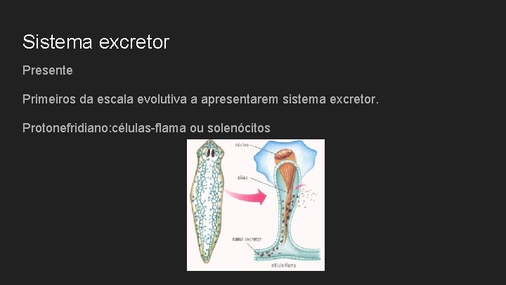 Sistema excretor Presente Primeiros da escala evolutiva a apresentarem sistema excretor. Protonefridiano: células-flama ou